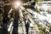 Sunlight beams through tree branches, creating a natural and serene forest scene.